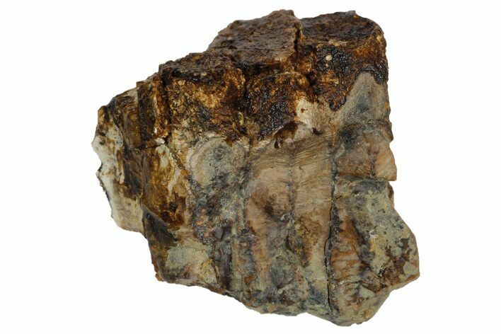 Hadrosaur (Edmontosaurus) Tooth Battery Section #176372